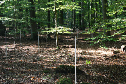 lange Schlange